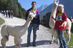 Lama im Rapsfeld