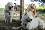 Schlittenhunde mit Lamas