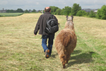 Lama Wanderung am Niederrhein