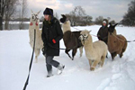 Lamawanderung im Winter